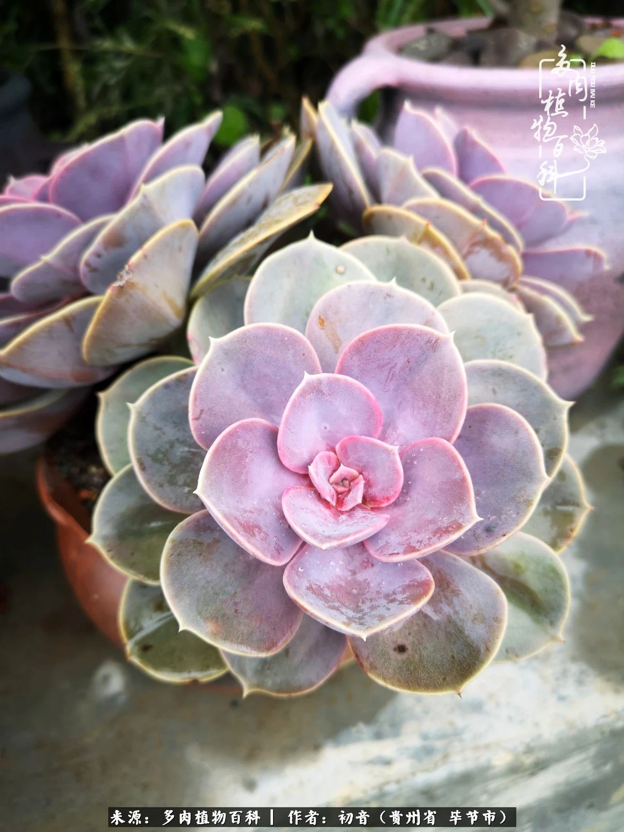 和多肉共度美好时光,与多肉一起成长