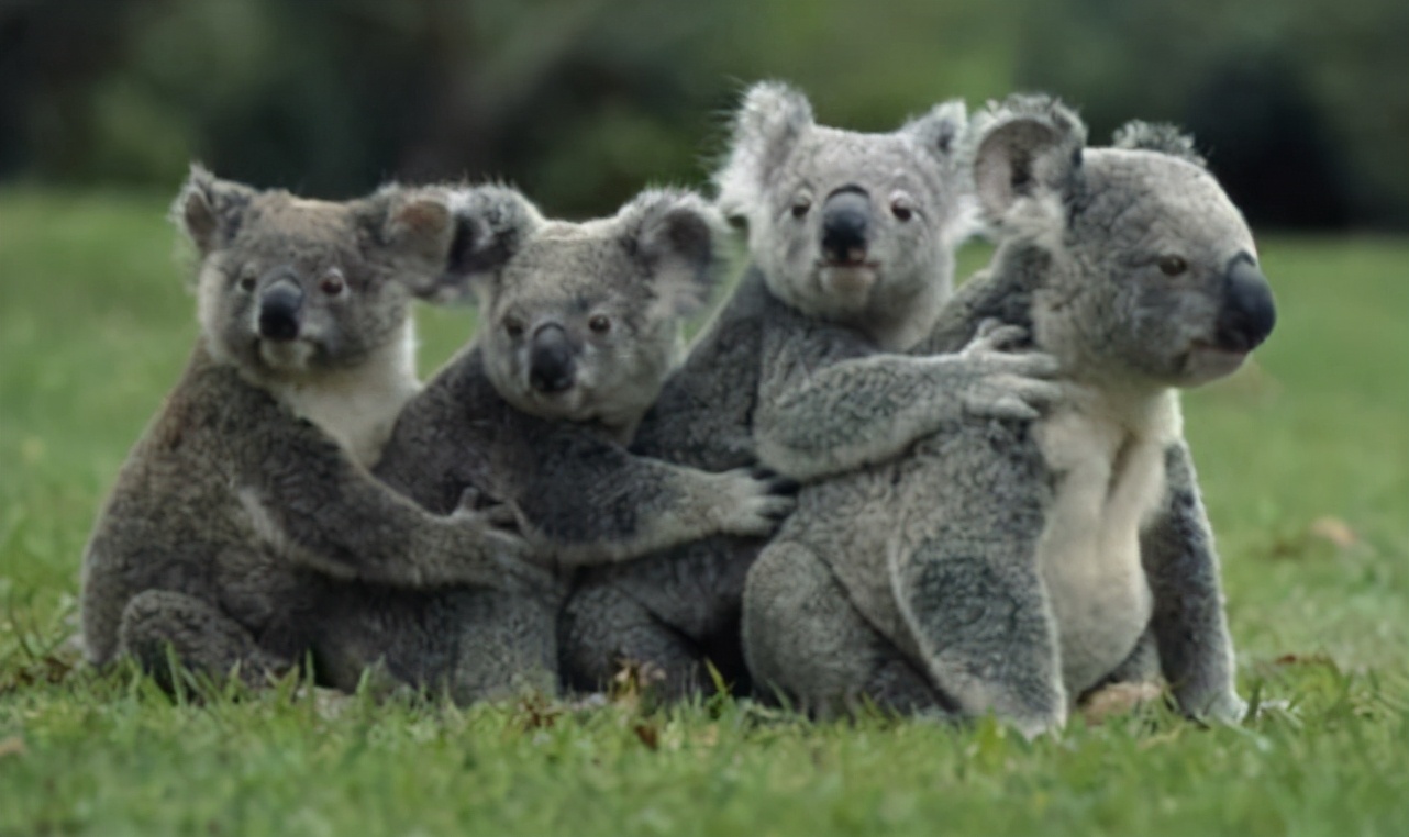 很多动物只在发情期交配，却很少听说得性病，两者有关吗？