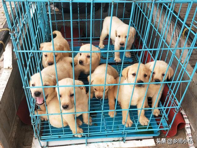 开封狗品种大全,开封狗市是中国最大的吗