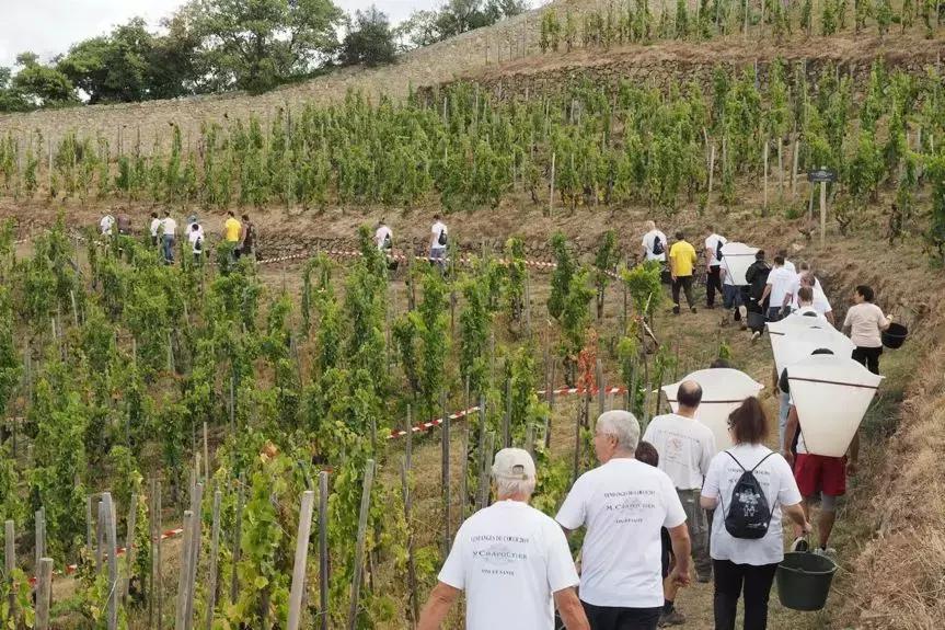 法国葡萄园干活,在法国上班