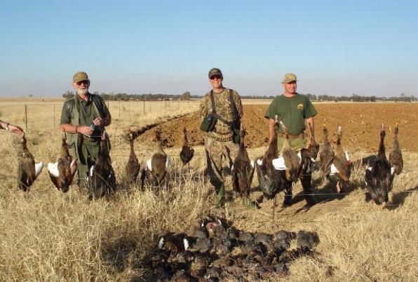 媒体报道英国野鸡泛滥成灾的视频,国外野鸡泛滥成灾