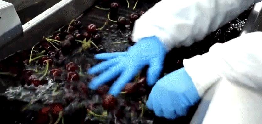 各国cherry车厘子品种，与我国大樱桃有哪些不同