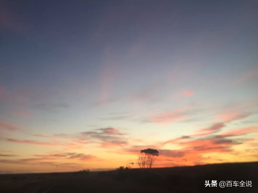 「澳洲系列」你吃过袋鼠吗？我撞过