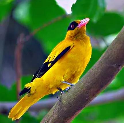 黄雀鸣叫欣赏,黄雀翅膀羽毛