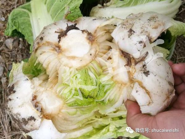 细菌感染不用吃药能好吗,细菌感冒不用吃药自愈