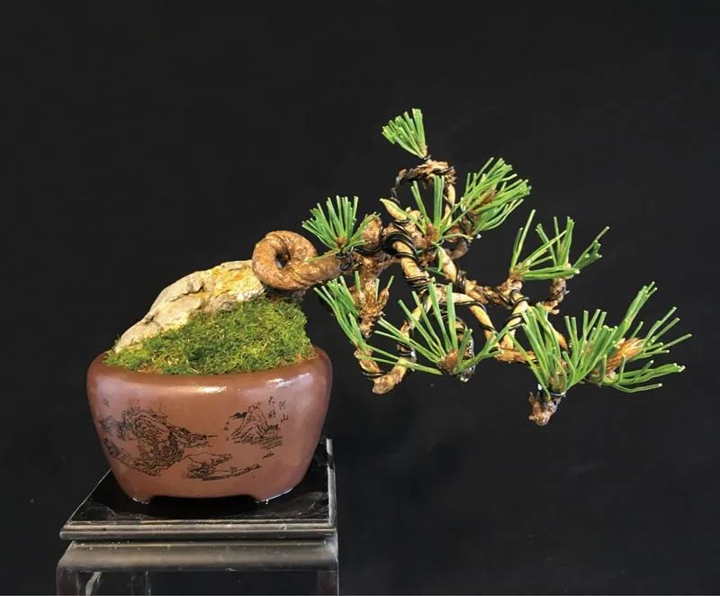 黑松苗临水式造型 (临水黑松苗)