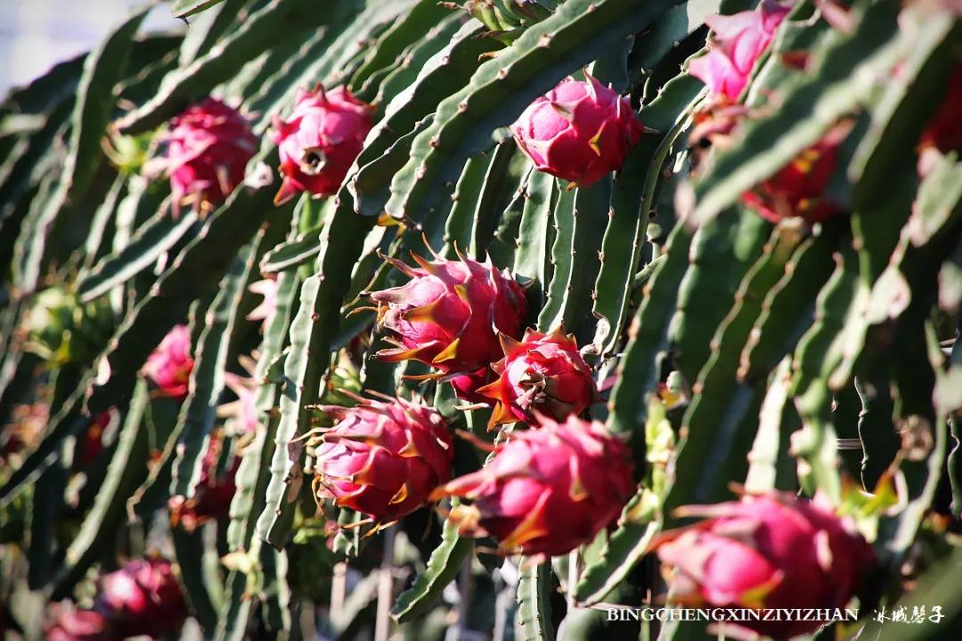 附近的火龙果采摘园海南,海南火龙果采摘