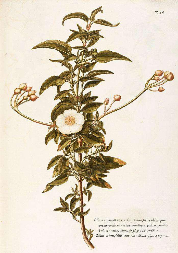 芳香精油中的异类：臭不可闻的5种植物精油