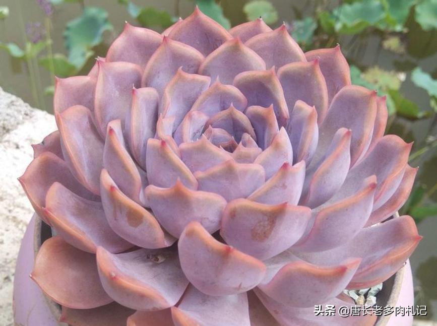 多肉露西娜怎么养,多肉露西娜养护