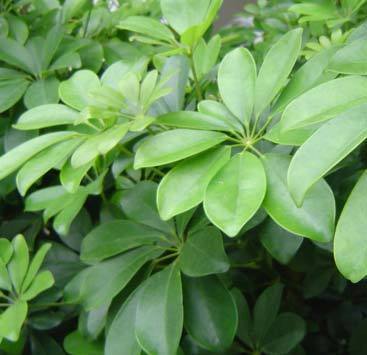 旺财旺宅小盆栽,最旺家的28种植物