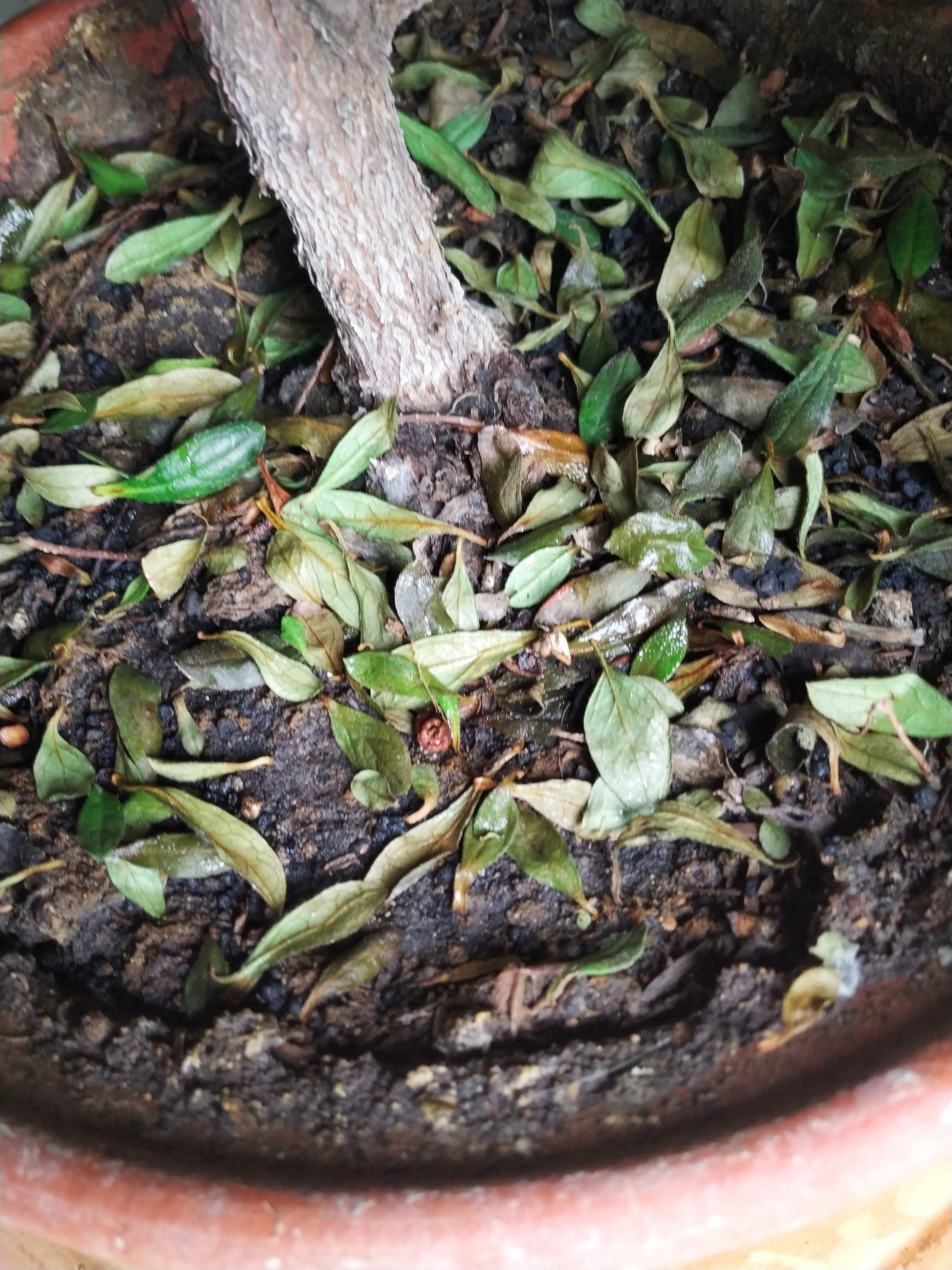 杜鹃花浇水多了叶子会变黑吗,杜鹃花浇水后根部腐烂