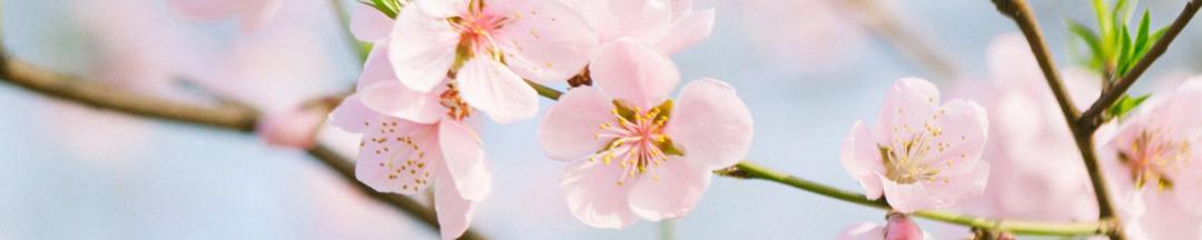 油菜花樱花桃花最受游客关注,春天必打卡的桃花樱花海棠花胜地