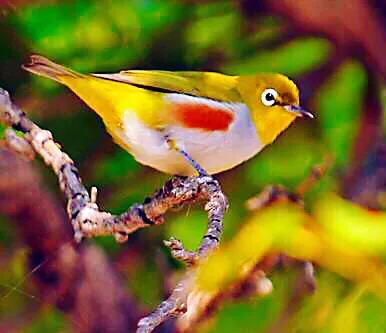 绣眼鸟叫声,绣眼鸟的视频欣赏