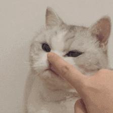 只有养猫才觉得自己是个中产阶级,中产阶级养猫