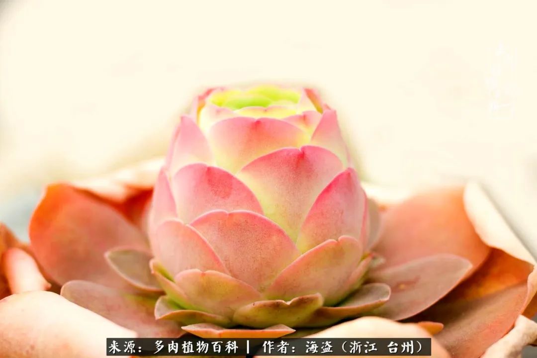 独爱玫瑰与法师！解密金老板和他的屋顶御花园