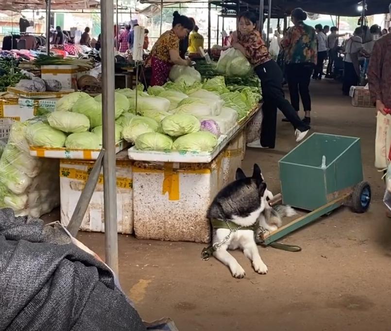 这才是哈士奇的正确打开方式热搜,这才是哈士奇的正确打开方式拉船