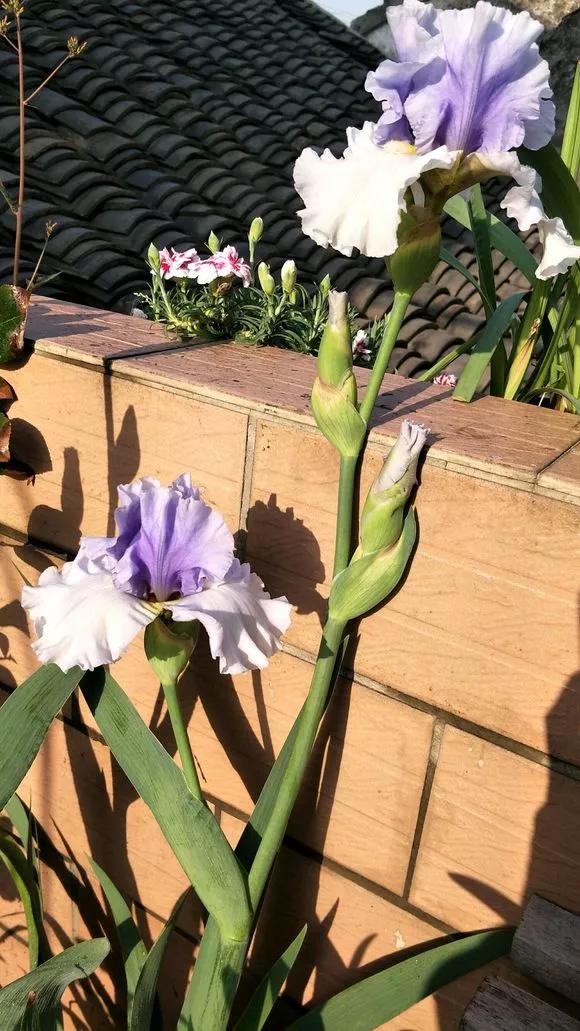 5种花不怕旱就怕涝,三种最怕缺水的花