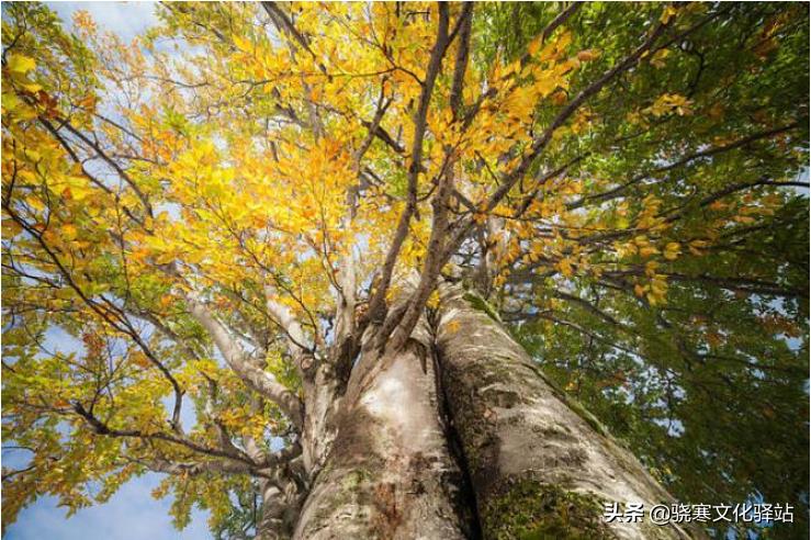 致橡树舒婷原文经典句子,《致橡树》舒婷原文朗读