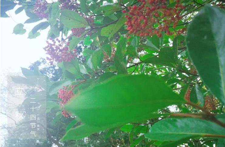 二十四节气之立秋手抄报,二十四节气之立秋茅台