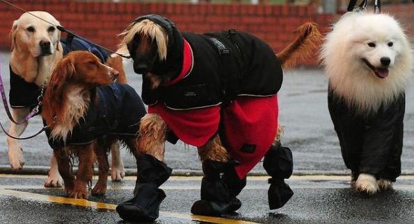 养狗狗除异味小妙招,家里养的狗毛怎么清理