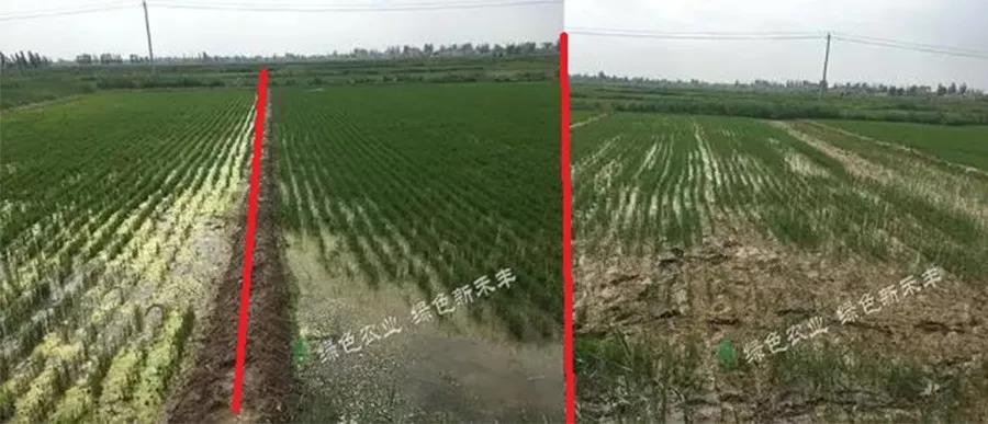 盐碱地不适宜植物生长是因为,盐碱土地为什么不能生长