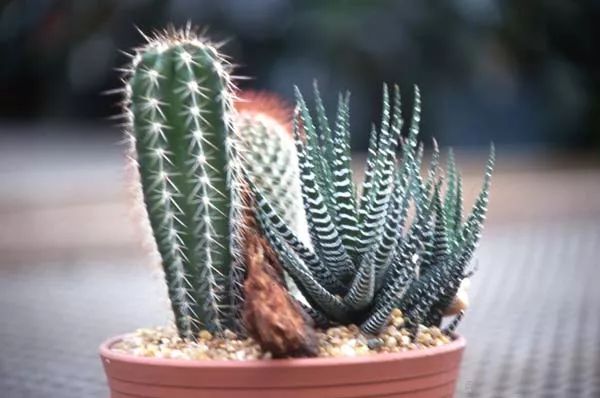 仙人掌类植物的家庭养护,仙人掌类型的植物哪种最好养