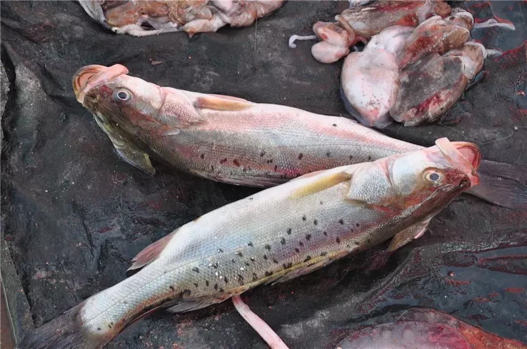 青岛开海了新鲜肥美的海鲜已上市,青岛开海红岛海鲜八大关