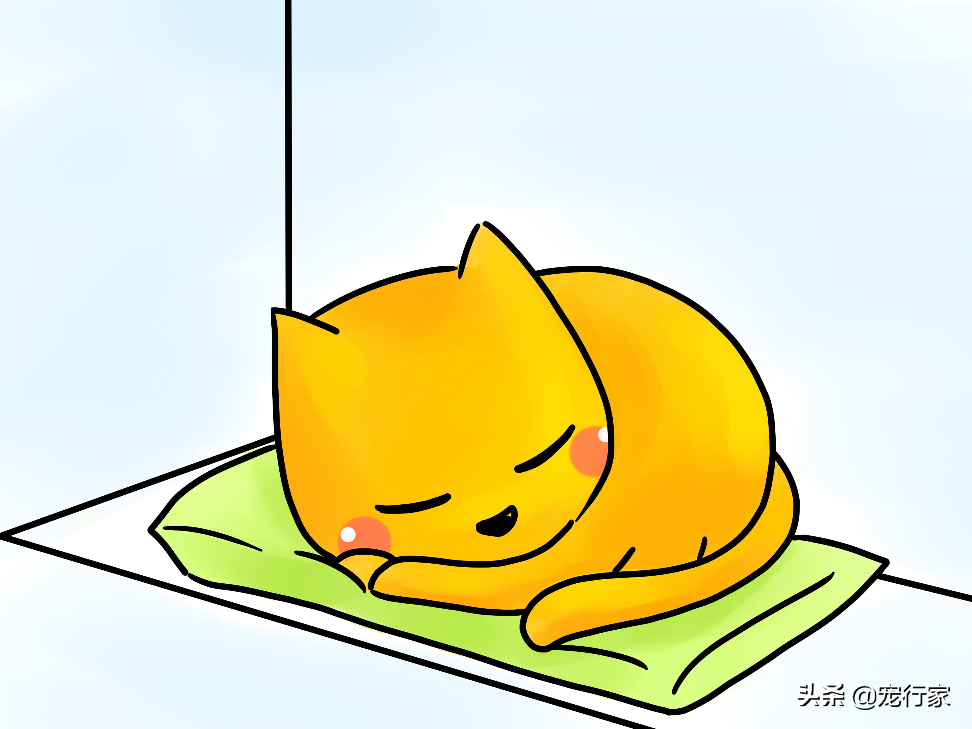 先天性失聪的猫咪能和猫咪交流吗,如何养一只耳聋的猫