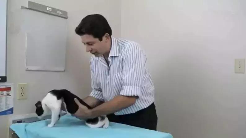 铲屎官错误抱猫被排斥，学会三种正确姿势，主人不再担心被抓伤！