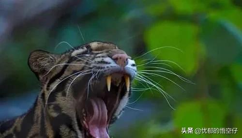 中国“小剑齿虎”,地上吃野猪、上树吃猴,挺过640万年今濒危!