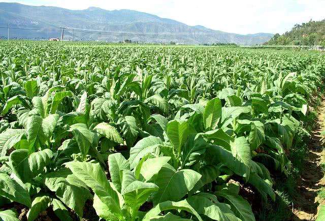 你不了解的敌敌畏,你不了解的煤层气