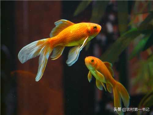 怎么养小金鱼不容易死？农村第一书记7个方法教你区分公母鱼！