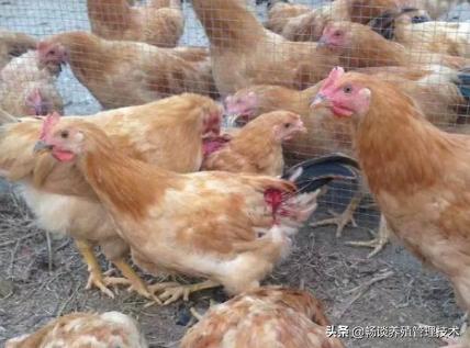 去鸡体外寄生虫最简单的方法,鸡体表寄生虫怎么防治