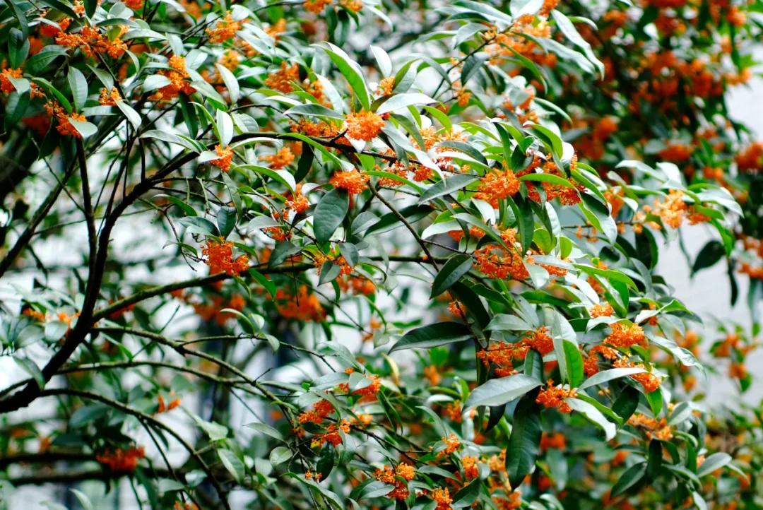 秋季杭州西溪湿地游玩攻略,杭州半日游西溪景区攻略