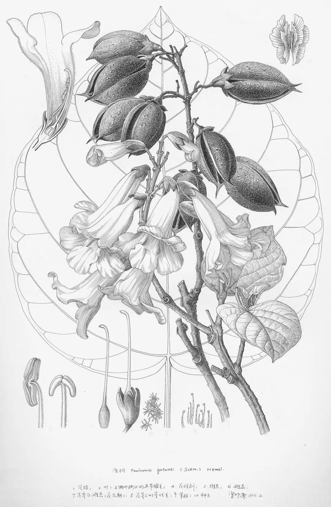 濒危稀有植物绘画,八大濒危珍稀植物