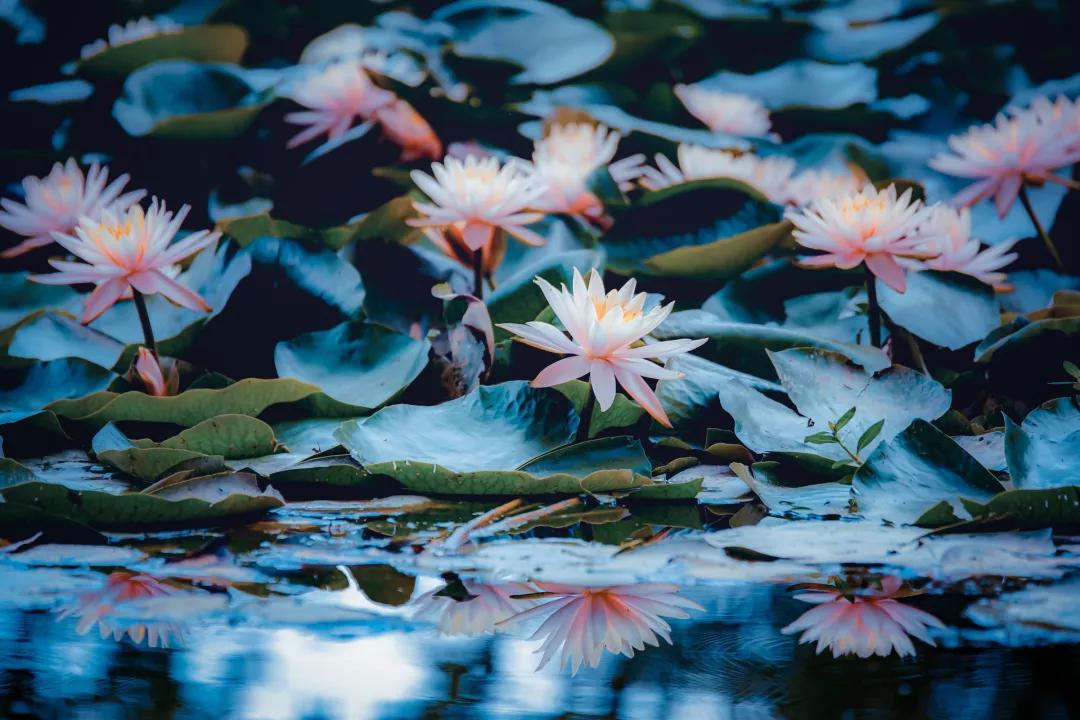 姘寸敓妞嶇墿鑺卞効,姘寸敓妞嶇墿缁挎