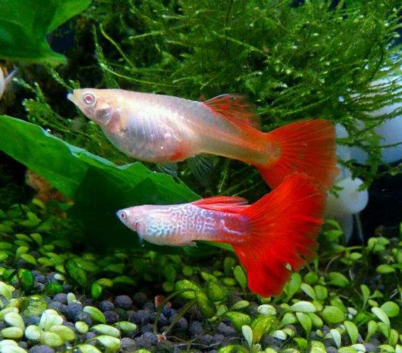 养孔雀鱼用什么灯,家里养孔雀鱼好吗