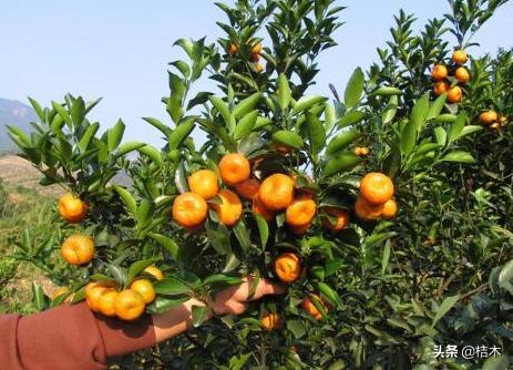 砂糖橘被老农称为杀人橘,砂糖桔又称杀人桔