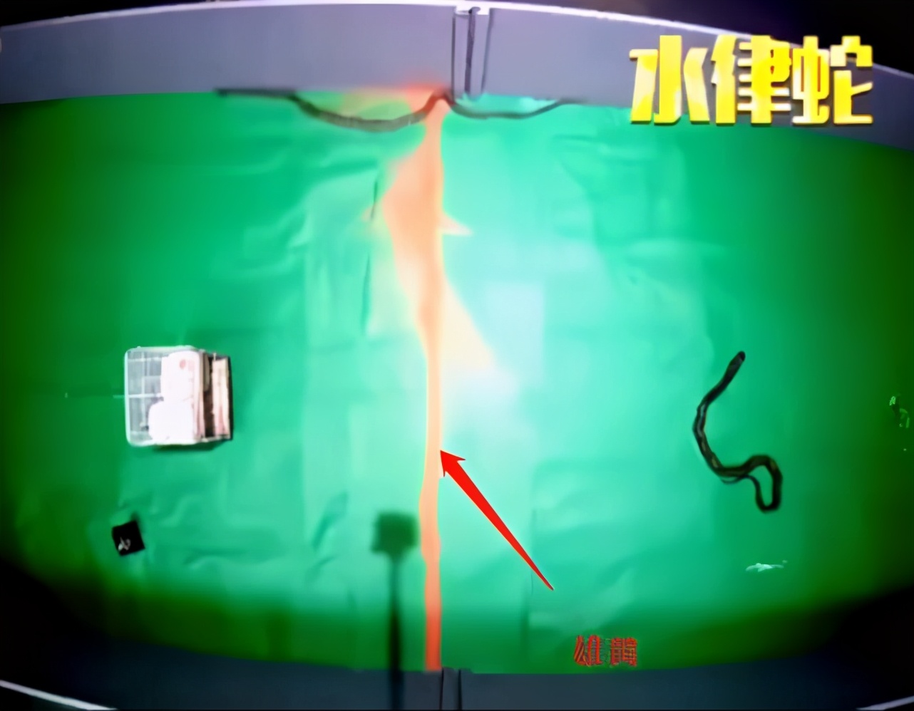 有鹅的地方不能有蛇,有鹅的地方绝对不可能出现蛇