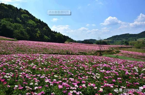 成都周边适合秋天看花的地方,成都周边看花攻略国庆节