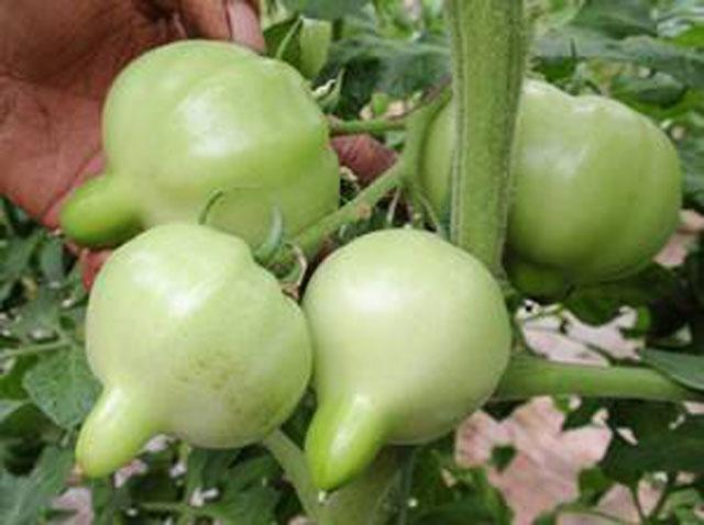 番茄药害是怎么产生的,番茄打助壮素发生药害怎么办