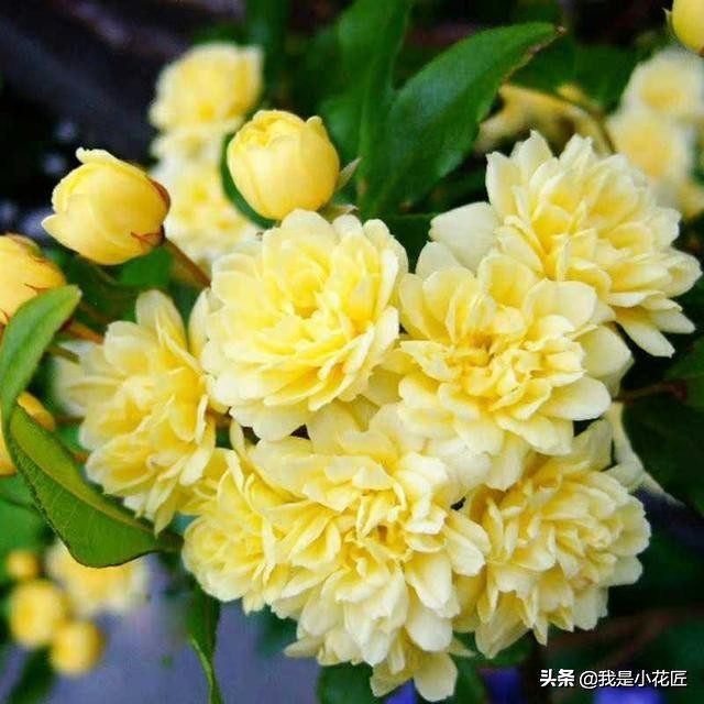 适合阳台种植的爬藤植物都有哪些,家庭阳台种什么爬藤植物比较好