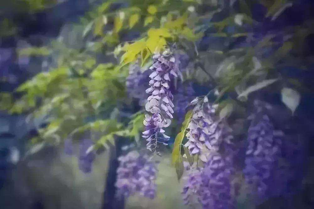 京郊最美的十大花海,京郊这些浪漫花海惊艳初秋的北京