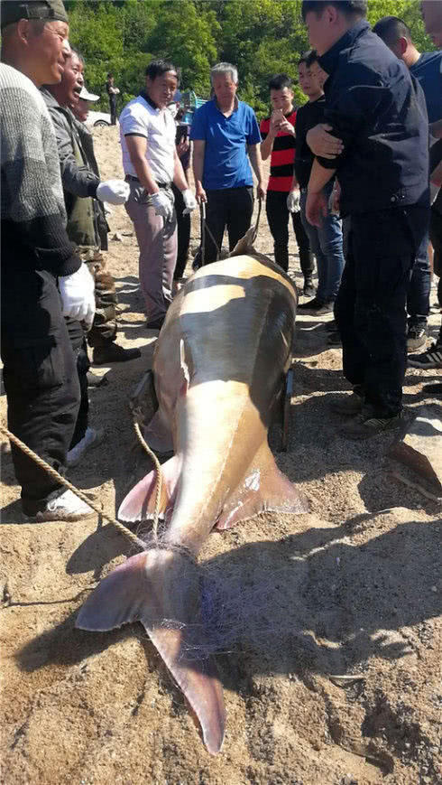 黑龙江最大的野生鱼种,黑龙江十大鱼种