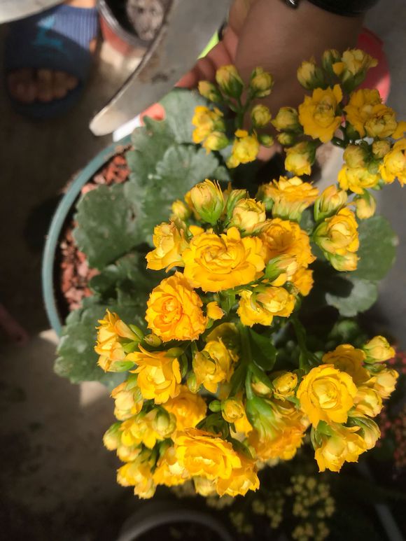 长寿花叶子发黄怎么补救,长寿花叶子发黄原因及处理方法