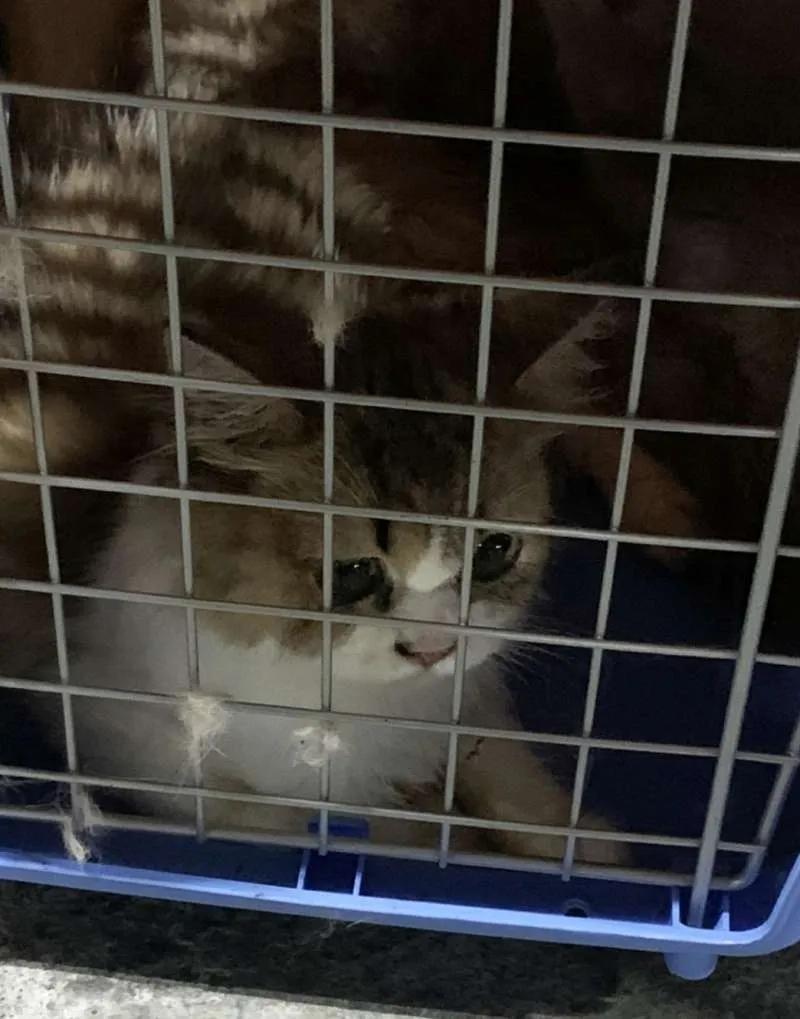 宠物需要办户口吗,宠物是要上户口吗