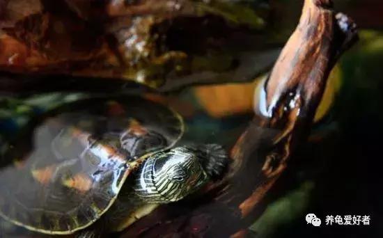中华花龟的饲养方法,养中华花龟的正确方法