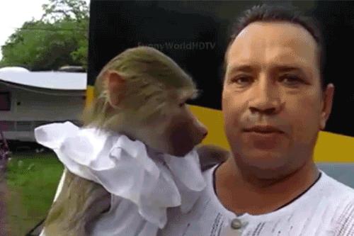 龙眼凸眼菩提,苍龙眼龙眼菩提