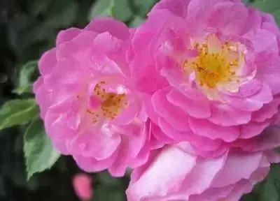 拍摄花的花语,100种摄影基础美学