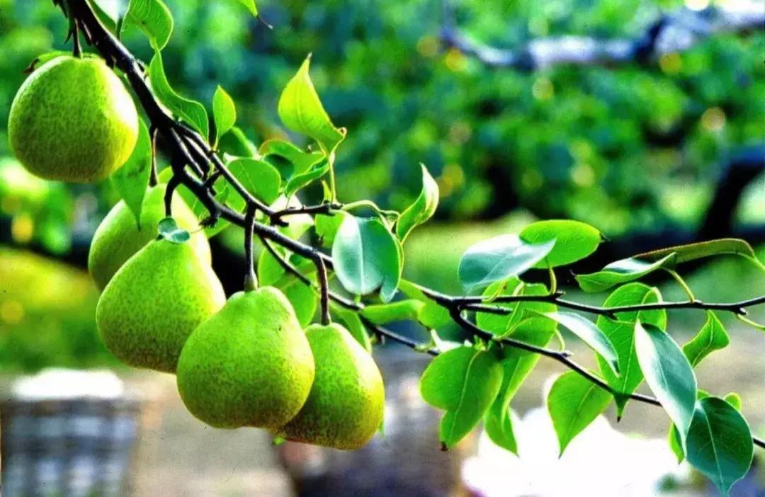 金秋采摘正当时!山东这十种田间美味错过再等一年!